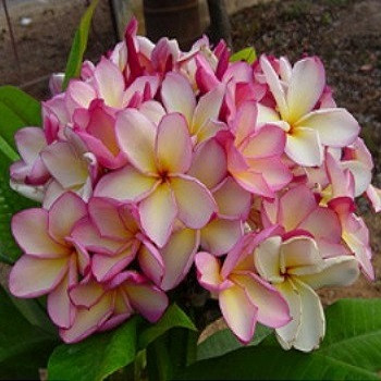 Plumeria BOUQUET JADE (семена)