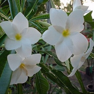 Plumeria BRIDAL BOUQUET (семена)