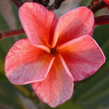 Plumeria BUN YEN (семена)