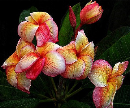 Plumeria BUTTERFLY GOLD (семена)