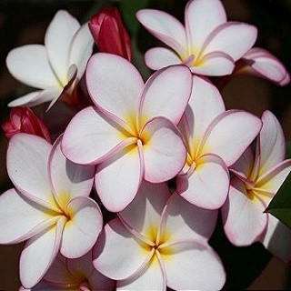 Plumeria CAMRA (семена)
