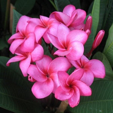 Plumeria CRANBERRY (семена)