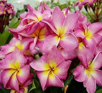 Plumeria CATHAREEYA CANDY (семена)
