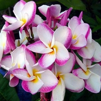 Plumeria CATTALEYA (семена)