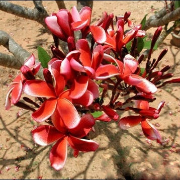 Plumeria CHOCO DELIGHT (семена)