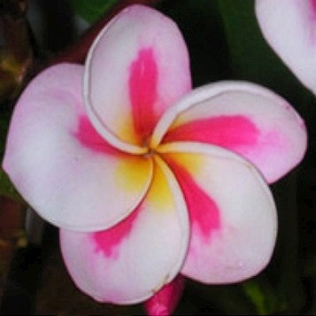 Plumeria CHUPPA CHUP (семена)