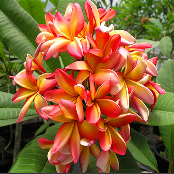 Plumeria CONFETTI (семена)