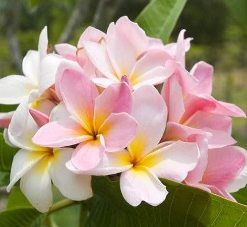 Plumeria COURTAID PINK (семена)