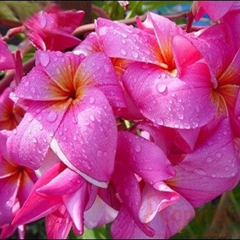 Plumeria EAST WEST (семена)