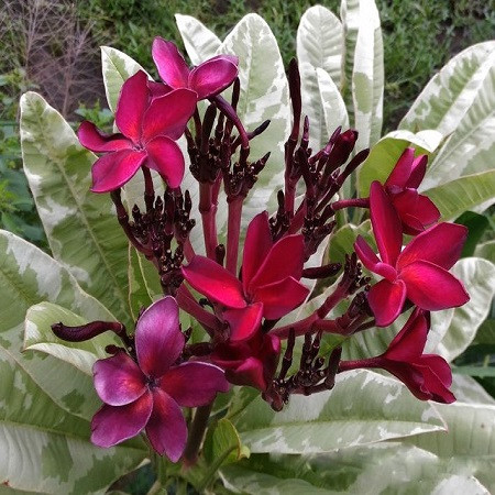 Plumeria VARIEGATED SIAM RED (семена)