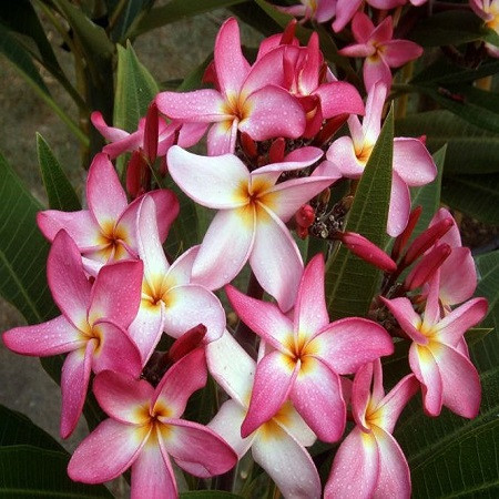 Plumeria KARAKUA STAR (семена)