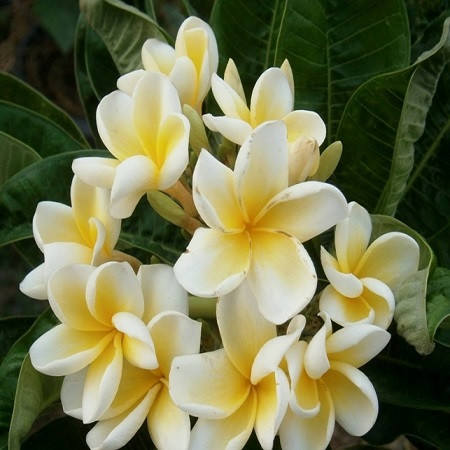 Plumeria DWARF SIAM YELLOW (семена)