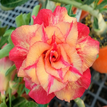 Adenium Obesum Triple Flower KO-70 (семена)