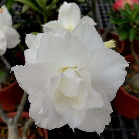 Adenium Obesum Triple Flower KO-71 (семена)