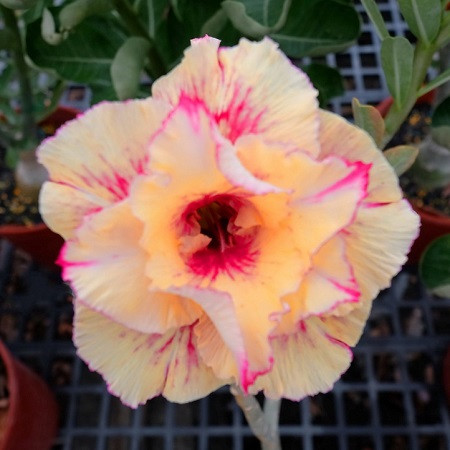 Adenium Obesum Double Flower KO-72 (семена)