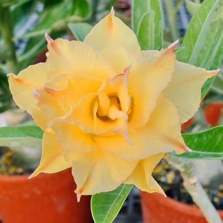 Adenium Obesum Triple Flower KO-74 (семена)