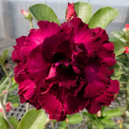 Adenium Obesum Triple Flower KO-75 (семена)