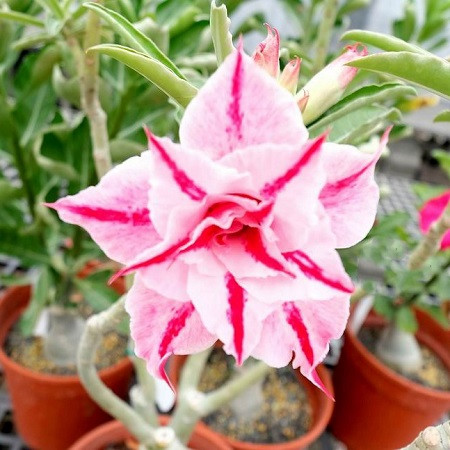 Adenium Obesum Triple Flower KO-76 (семена)