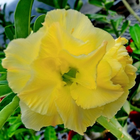 Adenium Obesum Double Flower KO-77 (семена)