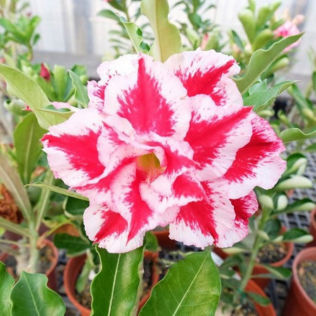 Adenium Obesum Triple Flower KO-78 (семена)