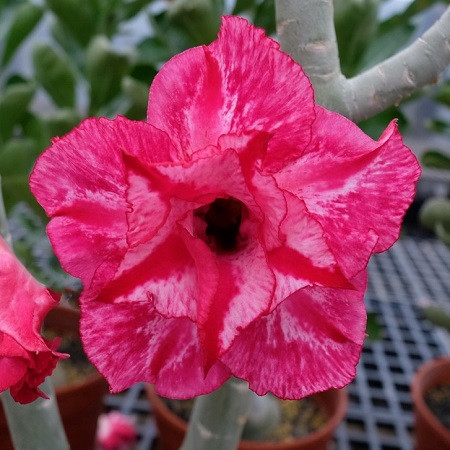 Adenium Obesum Double Flower KO-81 (семена)