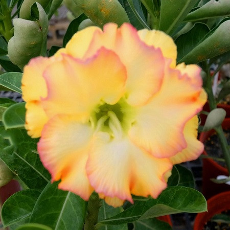 Adenium Obesum Triple Flower KO-82 (семена)
