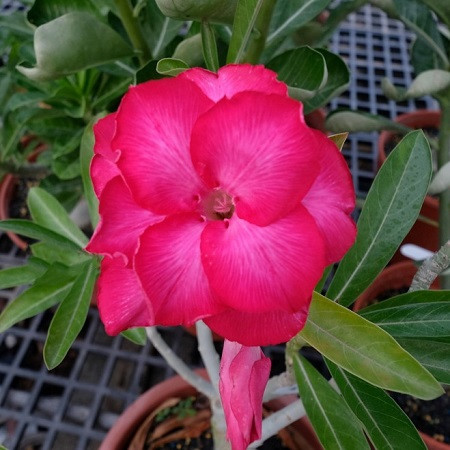 Adenium Obesum Double Flower KO-83 (семена)