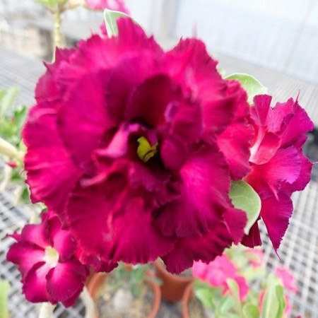 Adenium Obesum Triple Flower KO-84 (семена)