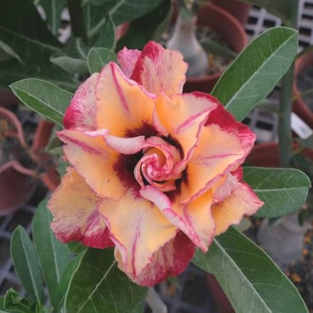 Adenium Obesum Triple Flower KO-85 (семена)