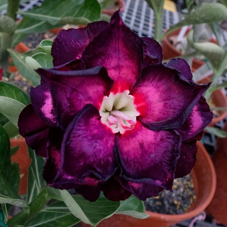 Adenium Obesum Triple Flower KO-86 (семена)
