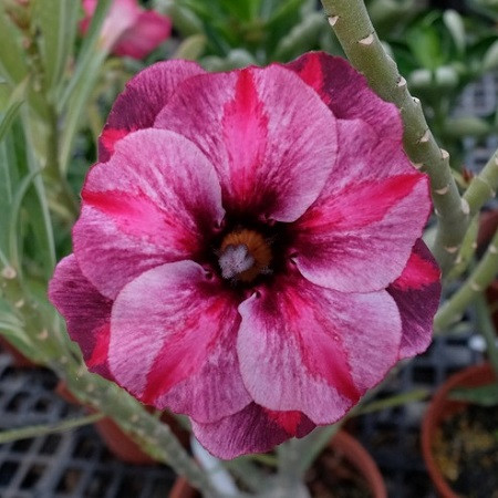 Adenium Obesum Double Flower KO-87 (семена)