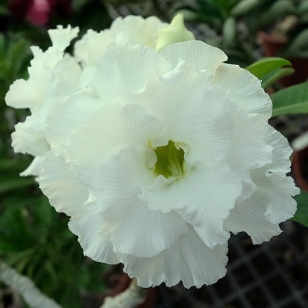 Adenium Obesum Double Flower KO-88 (семена)