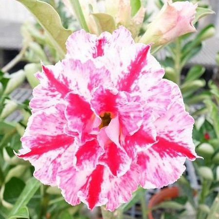 Adenium Obesum Triple Flower KO-89 (семена)