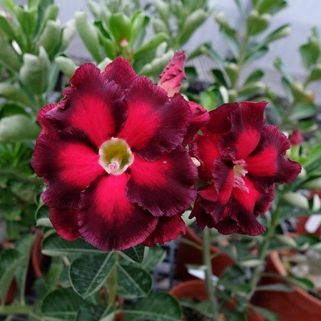 Adenium Obesum Double Flower KO-90 (семена)