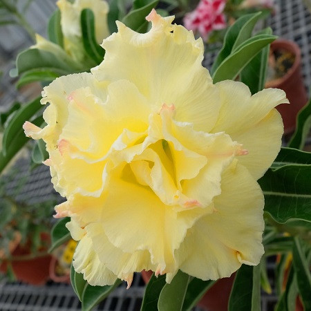 Adenium Obesum Double Flower KO-91 (семена)