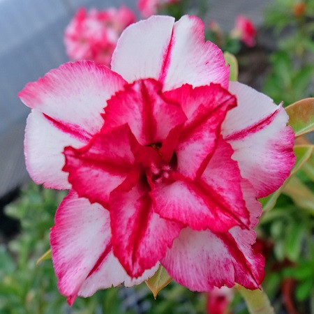 Adenium Obesum Double Flower KO-93 (семена)