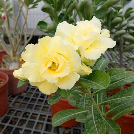 Adenium Obesum Double Flower KO-94 (семена)