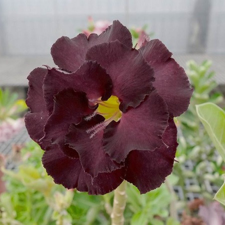 Adenium Obesum Double Flower KO-96 (семена)