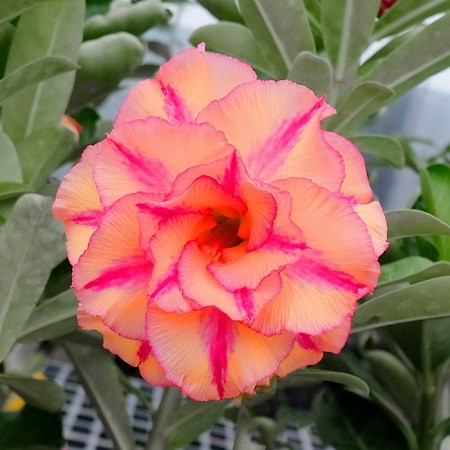 Adenium Obesum Triple Flower KO-97 (семена)