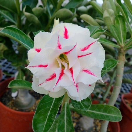 Adenium Obesum Double Flower KO-98 (семена)