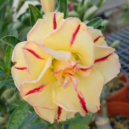 Adenium Obesum Triple Flower KO-100 (семена)