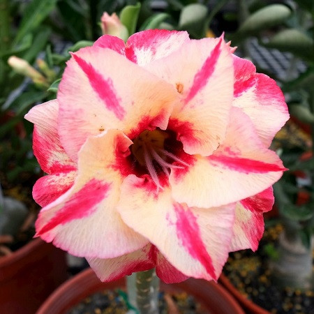 Adenium Obesum Double Flower KO-102 (семена)