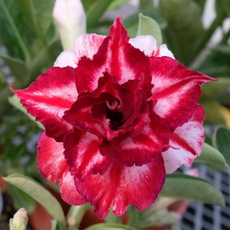 Adenium Obesum Triple Flower KO-103 (семена)