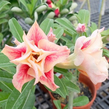 Adenium Obesum Double Flower KO-104 (семена)