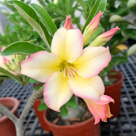 Adenium Obesum Desert Rose KO-105 (семена)