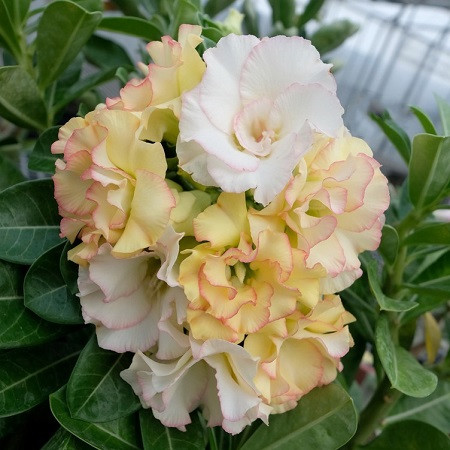 Adenium Obesum Double Flower KO-106 (семена)
