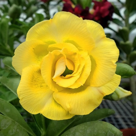 Adenium Obesum Double Flower KO-107 (семена)