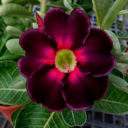 Adenium Obesum Desert Rose KO-108 (семени)