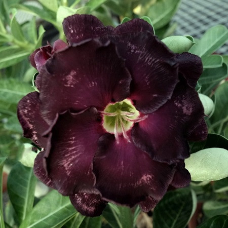 Adenium Obesum Double Flower KO-109 (семена)