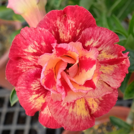 Adenium Obesum Double Flower KO-110 (семена)